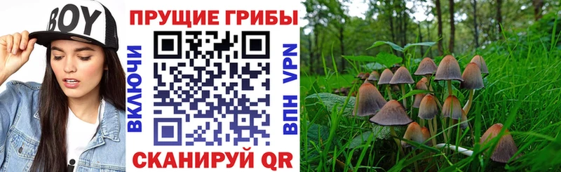 Псилоцибиновые грибы прущие грибы  наркотики  Нарткала 