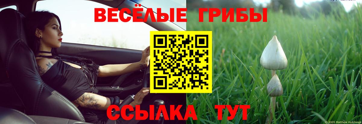 Галлюциногенные грибы Psilocybine cubensis Нарткала